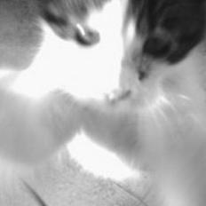 Blanding af racer oscar