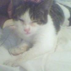 Blanding af racer oscar