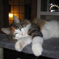 Norsk Skovkat EC. Petronelle DSM DVM 