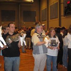 Norsk Skovkat EC. Petronelle DSM DVM 