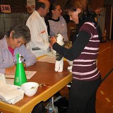 Norsk Skovkat EC. Petronelle DSM DVM 