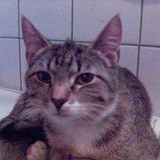 Huskat Shiwa*SAVNES*