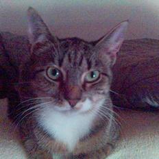 Huskat Shiwa*SAVNES*