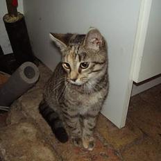 Blanding af racer mynte