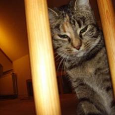 Blanding af racer mynte