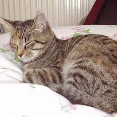 Blanding af racer mynte