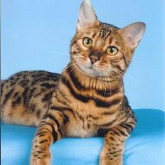 Bengal GIC Given Glory