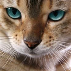 Bengal EC Leopardette´s Atlas