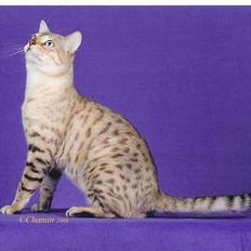 Bengal EC Leopardette´s Atlas