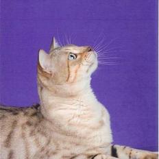 Bengal EC Leopardette´s Atlas