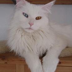 Maine Coon Doanto's Avalon