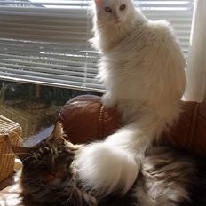 Maine Coon Doanto's Avalon