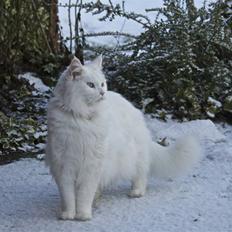 Maine Coon Doanto's Avalon