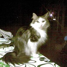 Norsk Skovkat Trille