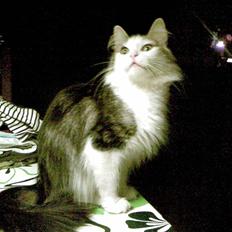 Norsk Skovkat Trille