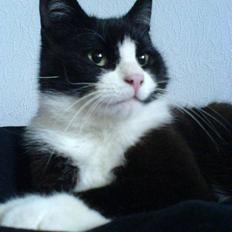 Huskat Sorte
