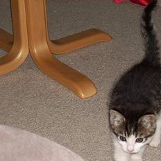 Blanding af racer Manis