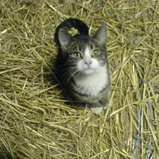 Blanding af racer Knor