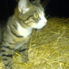 Blanding af racer Knor