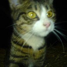 Blanding af racer Knor