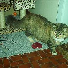 Norsk Skovkat Freja DØD