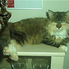 Norsk Skovkat Freja DØD