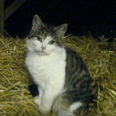 Blanding af racer Jumbo