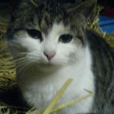 Blanding af racer Jumbo