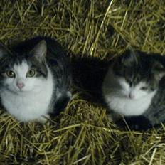 Blanding af racer Jumbo