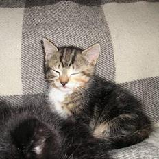 Blanding af racer Gaffa..<3