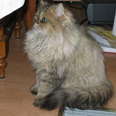 Perser Juicy De Montespan