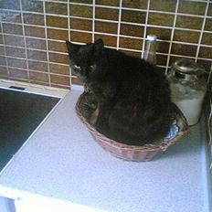 Blanding af racer gamling