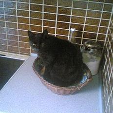 Blanding af racer gamling