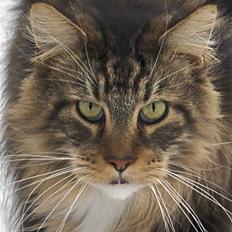 Maine Coon Doanto's Gilbert Grape