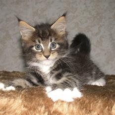 Maine Coon Doanto's Gilbert Grape
