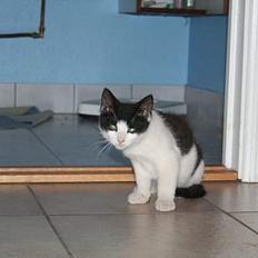 Huskat Yrsa(Batman)†