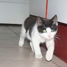 Huskat Yrsa(Batman)†