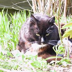 Blanding af racer Totte (Død...)