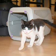 Huskat Yrsa(Batman)†