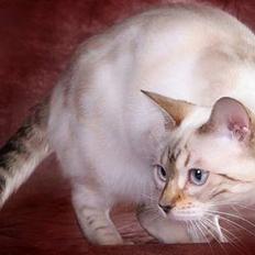 Bengal Leopardette´s Ginny