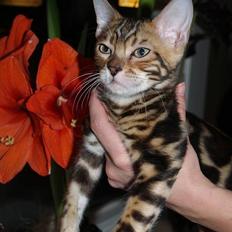 Bengal Leopardette´s Leo