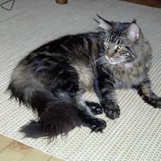 Maine Coon Samson