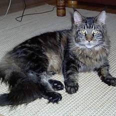 Maine Coon Samson