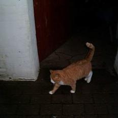 Blanding af racer Tareann