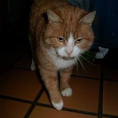 Blanding af racer Tareann