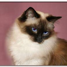 Ragdoll Ronja