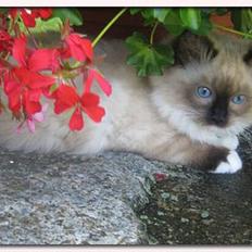 Ragdoll Ronja
