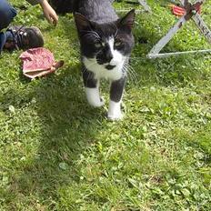 Huskat Pelle (haleknæk)