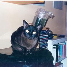Burmeser Guinness