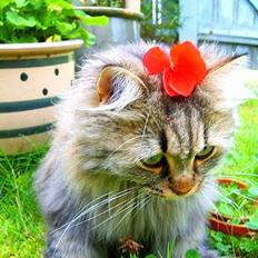 Blanding af racer MilleMis